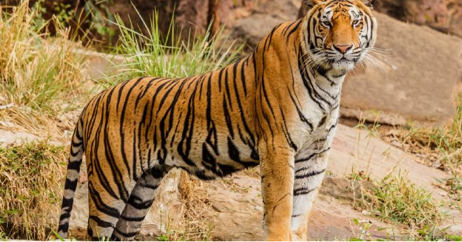 Brote mortal en Tailandia: mueren más de 70 tigres por virus letal