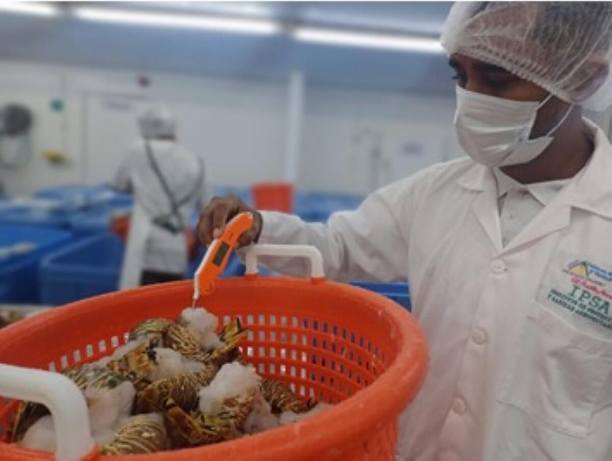 IPSA garantiza exportaciones seguras y calidad en el Caribe