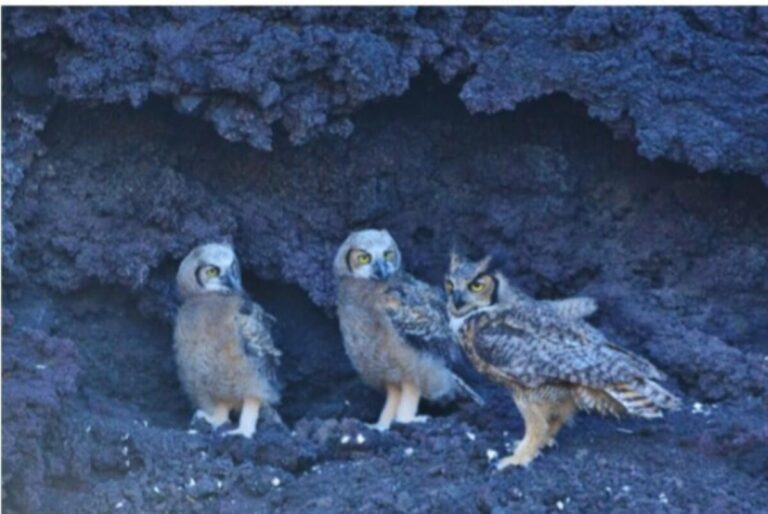MARENA fortalece la conservación con monitoreo de biodiversidad en el Volcán Cerro Negro