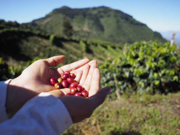 Nicaragua, el paradigma del café