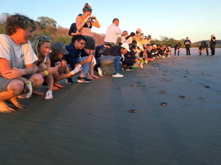 Más de 600 tortuguillos son liberados en el Refugio de vida silvestre Río Escalante – Chacocente