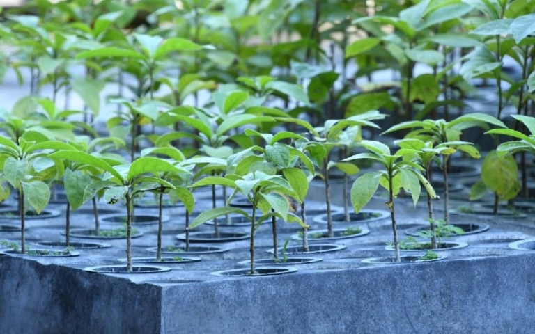 MARENA implementa tecnología de tubetes para producir 100 mil plantas forestales este 2026