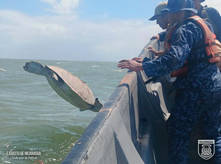 Fuerza Naval de Nicaragua ocupa y libera 8 tortugas verdes en el Caribe Sur