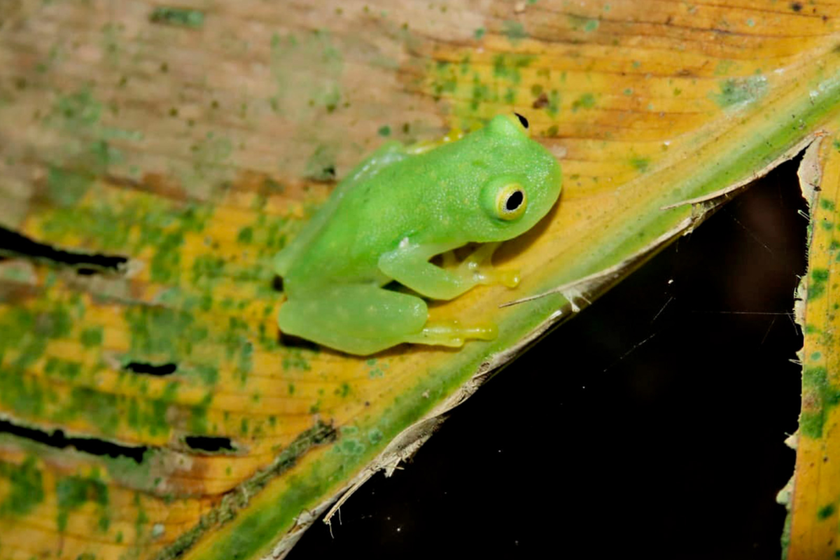 Liberación de especies en Mulukukú, Caribe Norte
