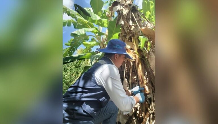 IPSA fortalece vigilante fitosanitaria en plantaciones de plátano en Rivas