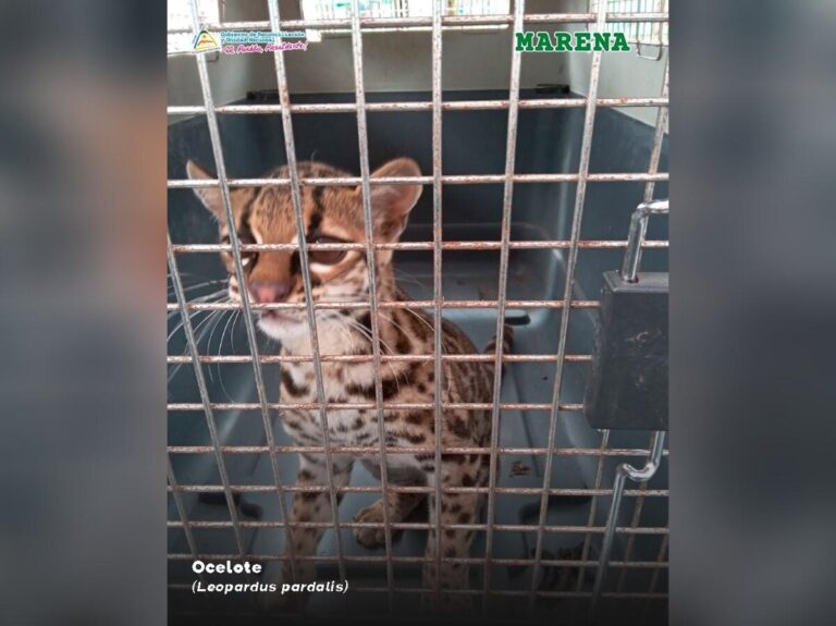 Día Mundial de la Vida Silvestre: MARENA rescata ejemplar de ocelote en Nueva Guinea