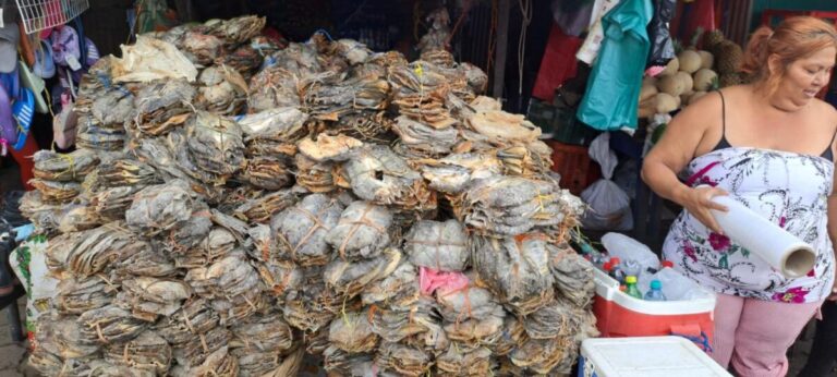 Producción Nacional de pescado alcanza más de 51 mil libras en el primer trimestre del 2026