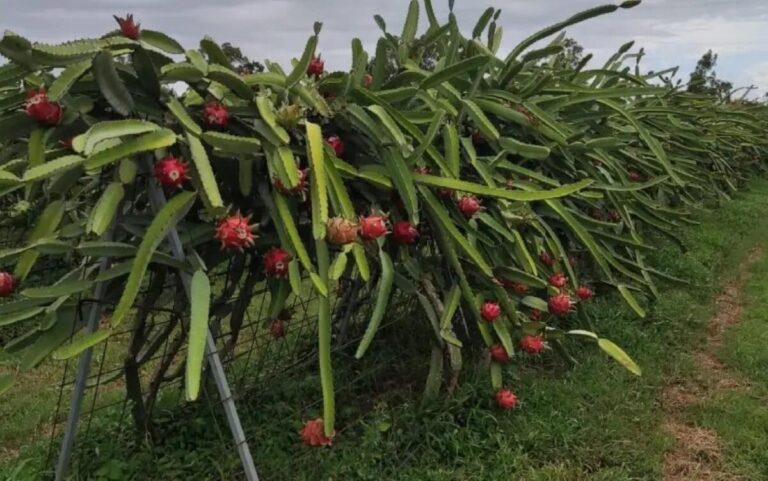 Nicaragua lidera exportación de Pitahaya en Centroamérica