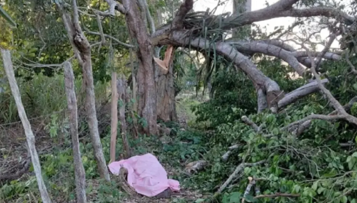 Trabajador perdió la vida al caerle encima la rama de un árbol en la ...
