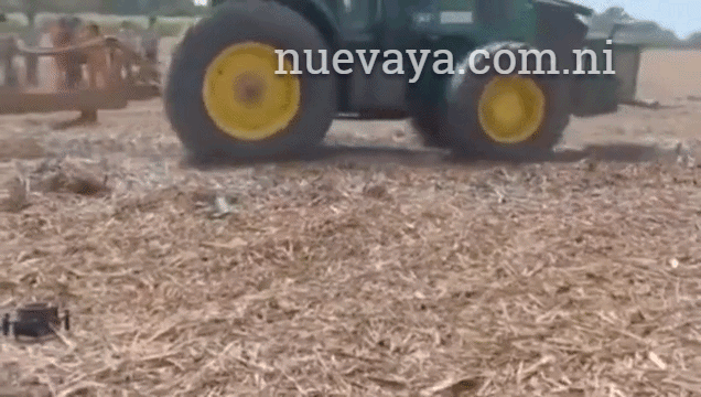 Trabajadores de ingenio azucarero acaban de forma cruel con cocodrilo en Chinandega