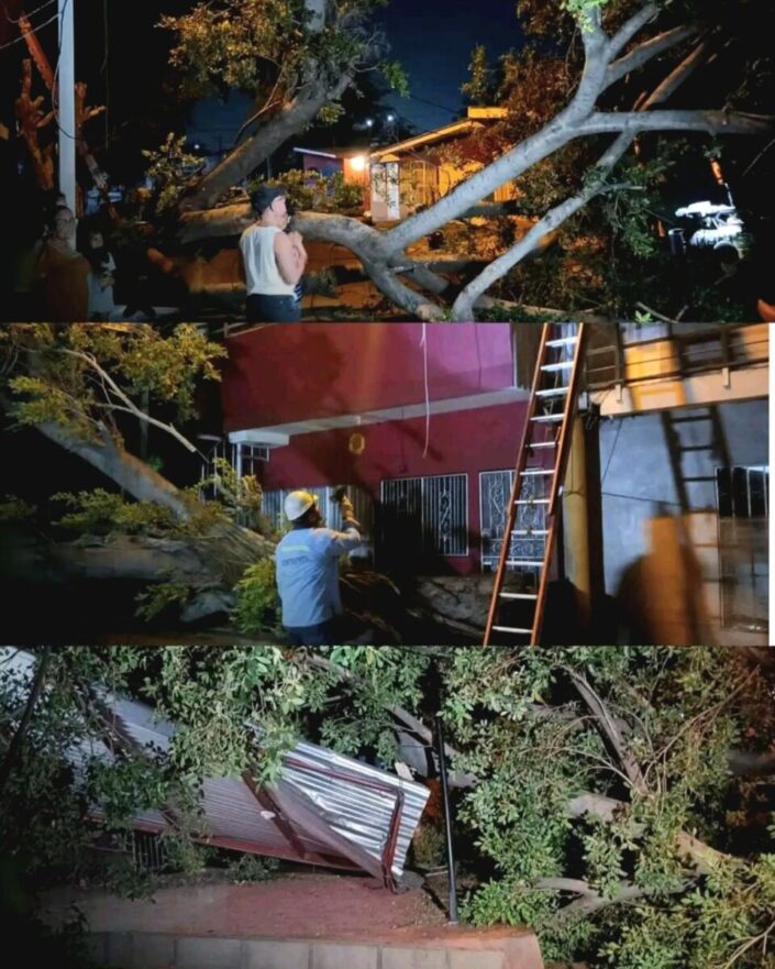Gigantesco árbol aplasta Antojitos la Danny en Managua