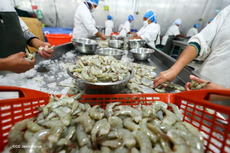 Nicaragua consolida su presencia en México con la exportación de 4.1 mil toneladas de camarón en 2025