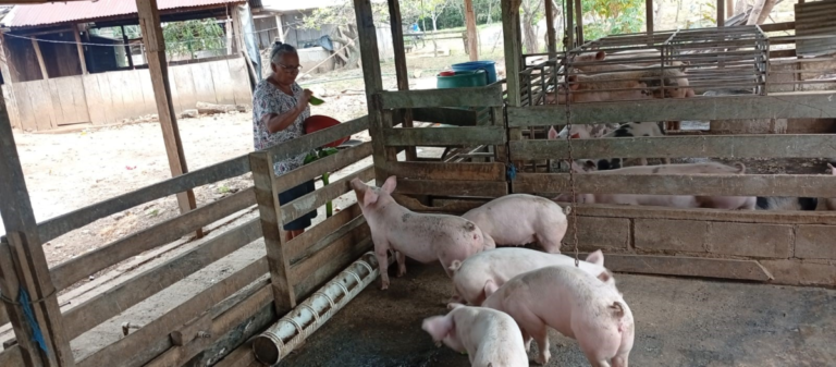 Porcicultura familiar fortalece seguridad alimentaria y economía rural