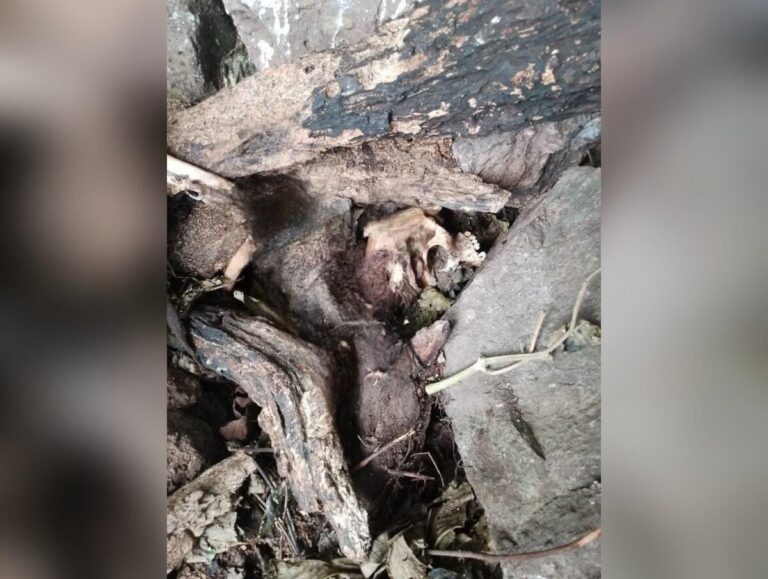 Osamenta encontrada en El Cúa era de muchacho desaparecido hace dos semanas