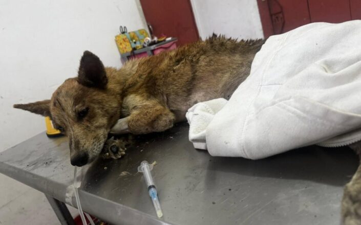 Horror en Catarina: Perrita es ultrajada