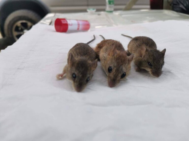 Hantavirus en Panamá causa su primera muerte de 2026