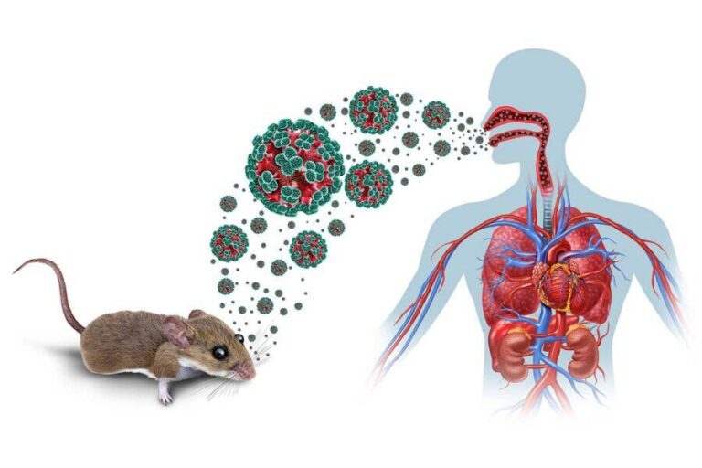 Reportan hantavirus en el sur de Argentina