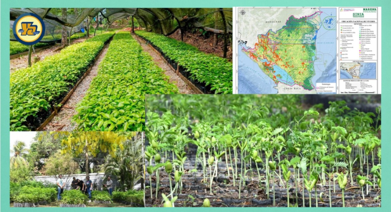 Avanza 45% la Campaña Nacional de Reforestación «Verde, Que Te Quiero Verde»