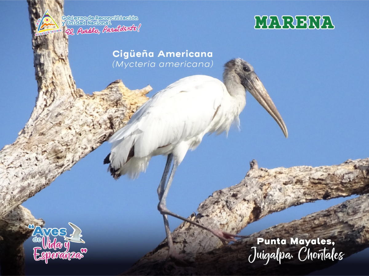 Cigüeña americana en rama seca
