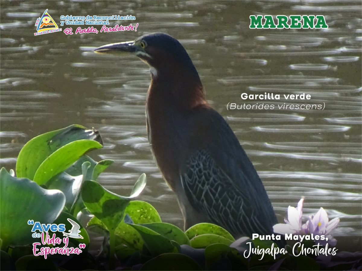 Garza junto al agua