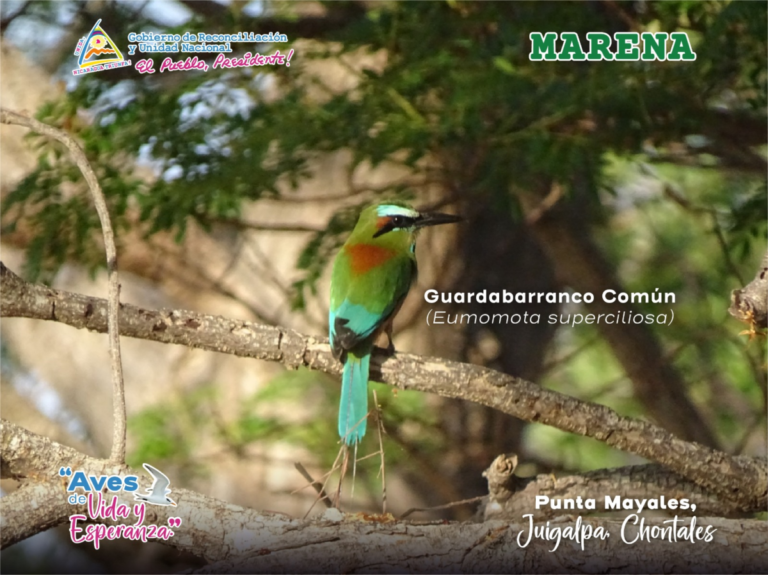 MARENA celebra Día Mundial de las Aves  Migratorias con avistamientos nacionales