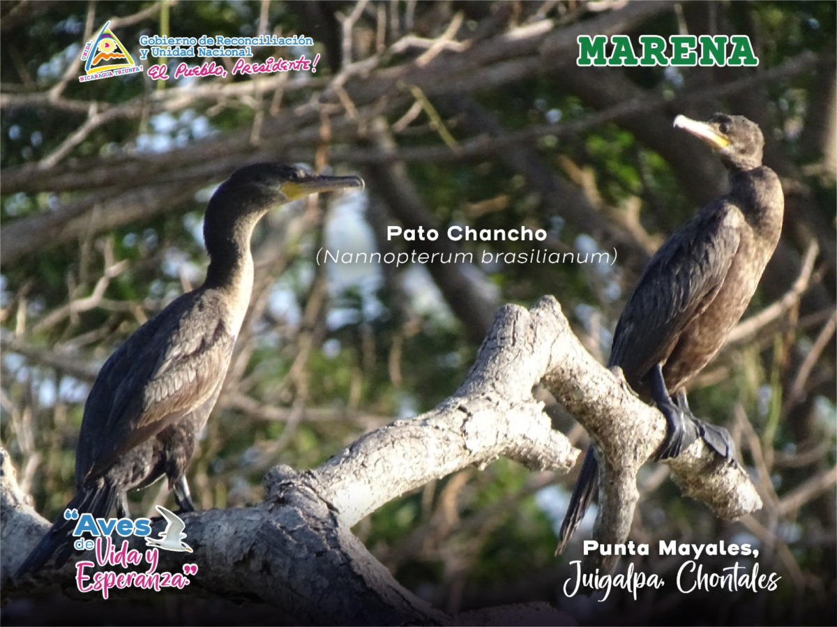 Pato Chancho en árbol