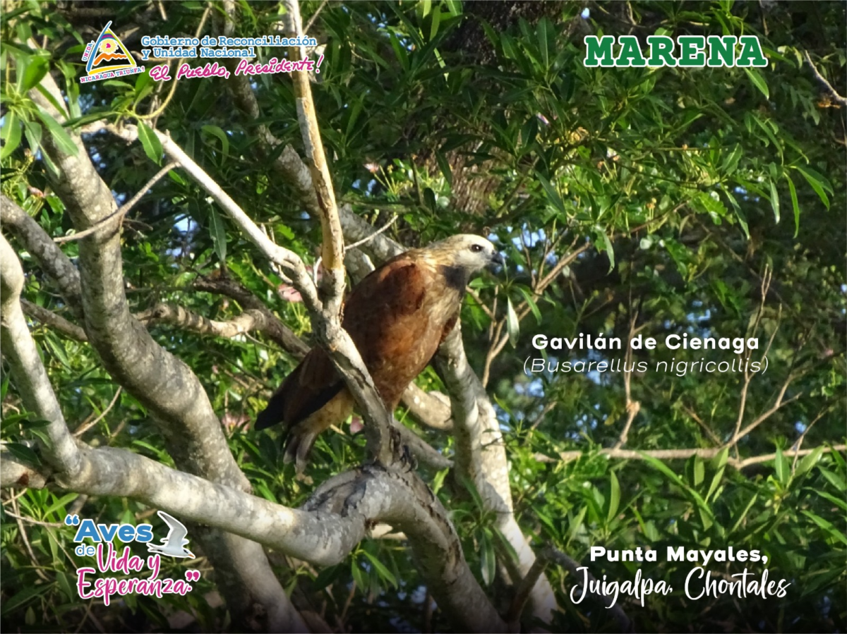 Gavilán de Ciénaga en árbol