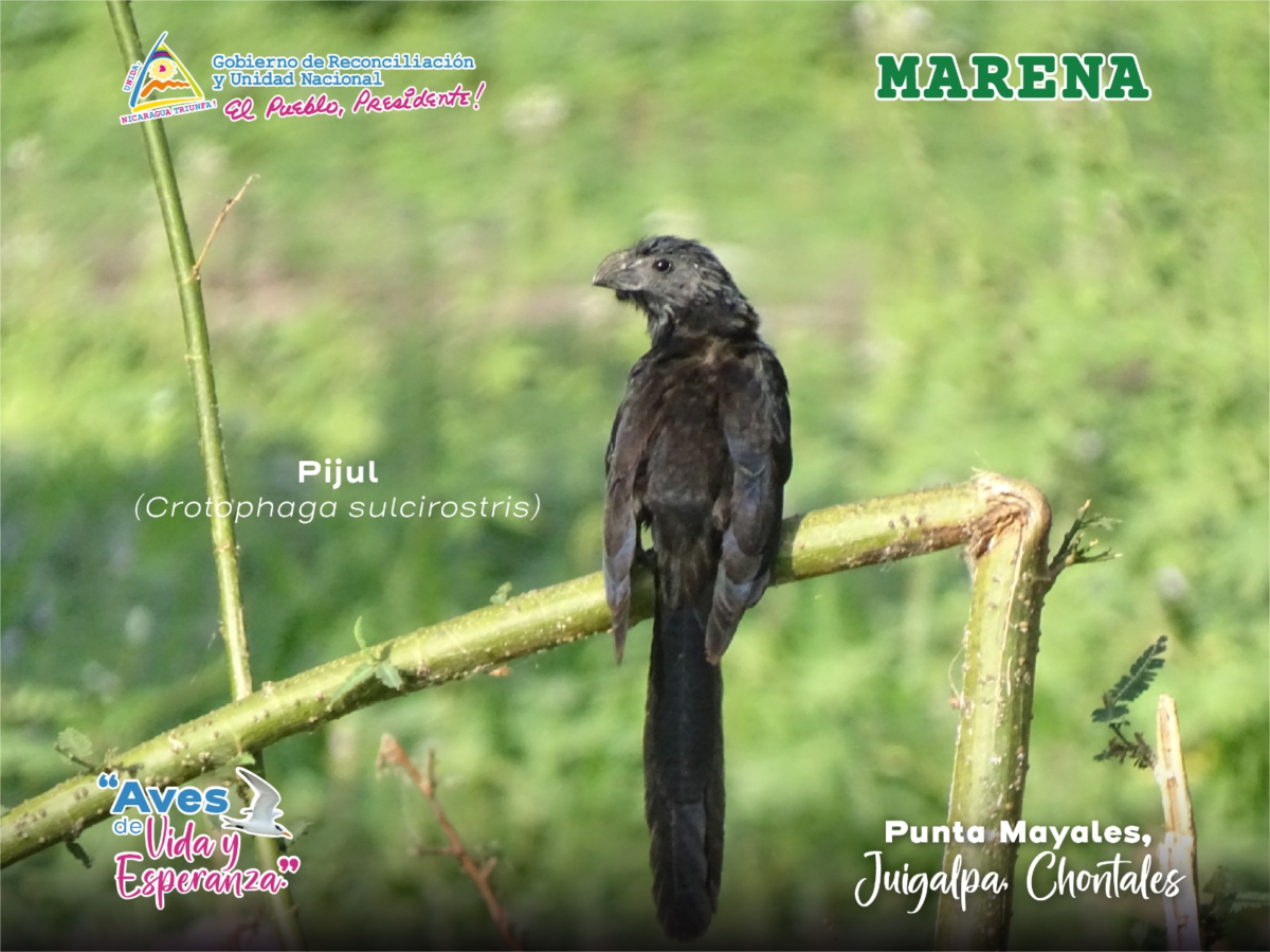 Pijul en Punta Mayales