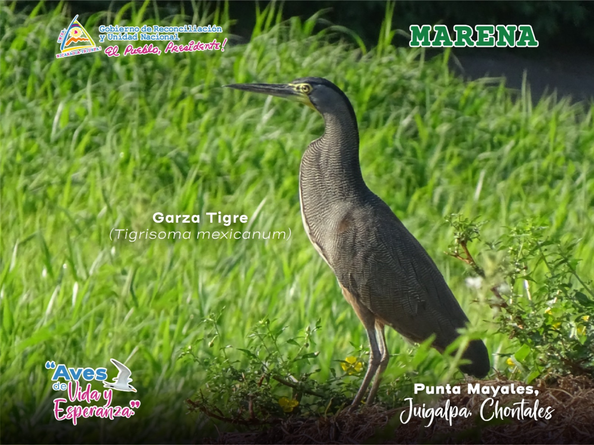 Garza Tigre en su hábitat natural