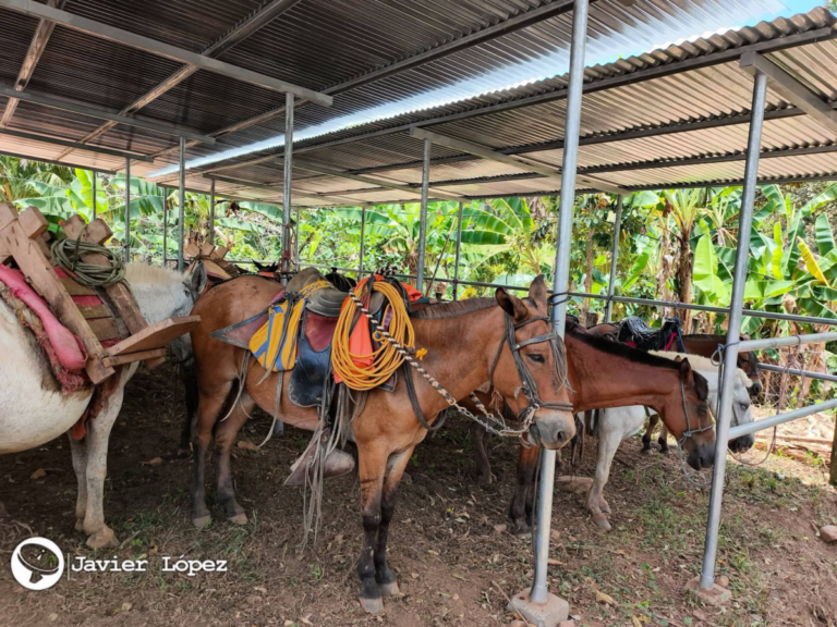 Inauguran área de descanso para equinos en Bocana de Paiwas