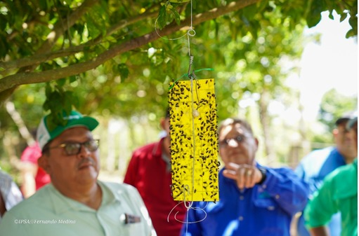 Río Blanco y Granada:  IPSA refuerza vigilancia y control contra el Gusano Barrenador