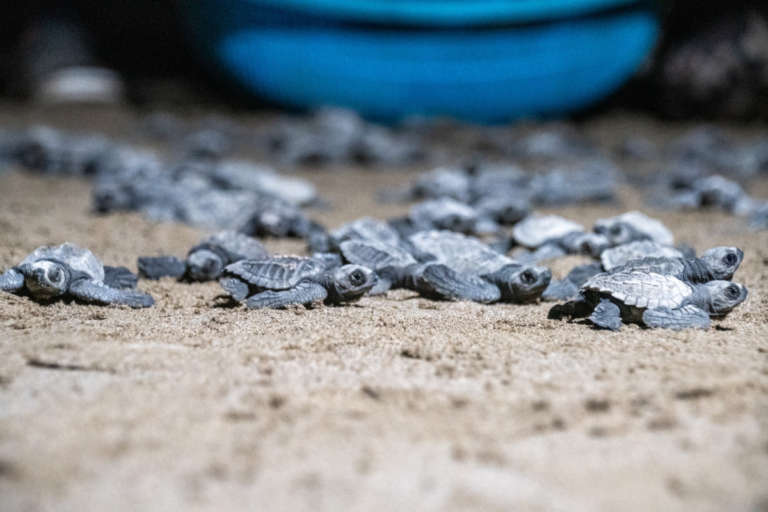 MARENA libera más de 443 mil tortuguillos en refugios y reservas naturales de Nicaragua