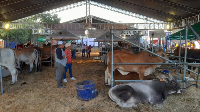 Feria Ganadera Chinandega 2026 culmina con rotundo éxito