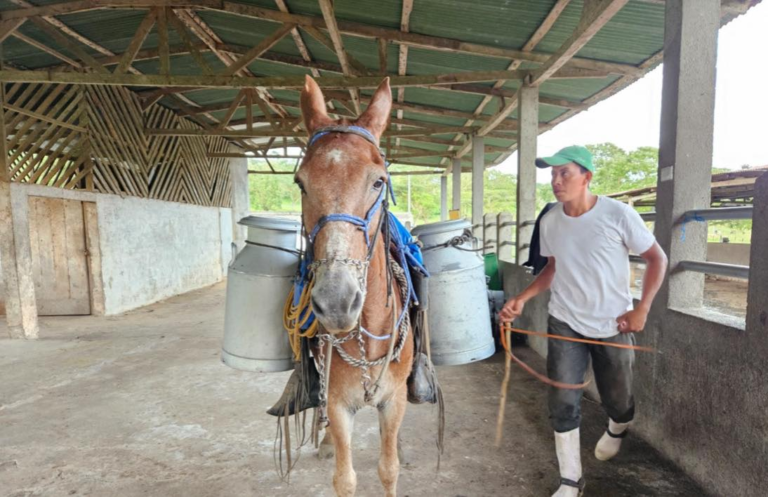 Nicaragua registra acopio de 57.8 millones de galones de leche al mes de abril