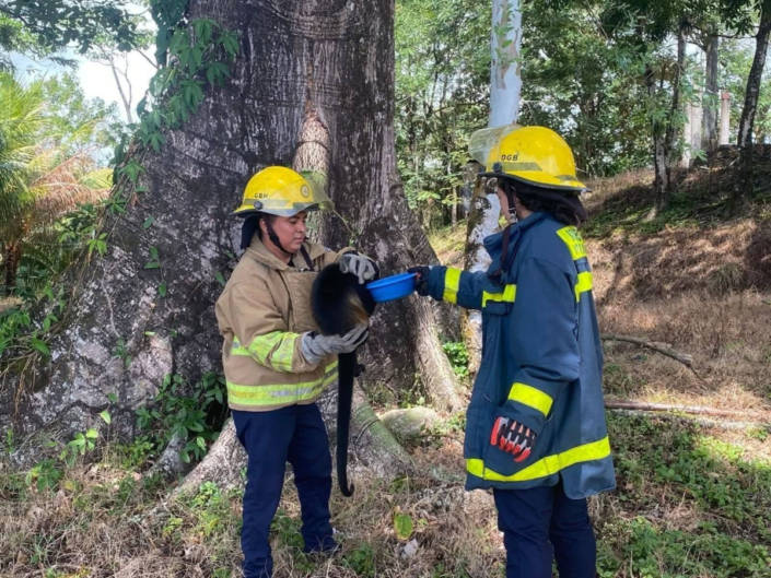 Bomberos Río Blanco rescatan mono congo electrocutado