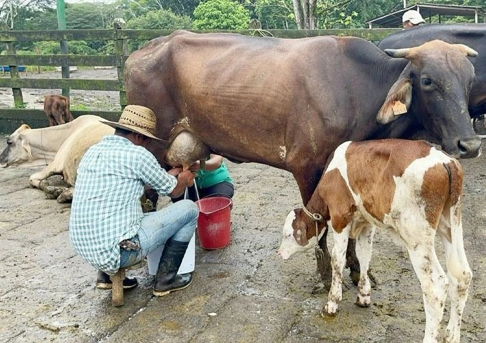 Reportan producción de 113.5 millones de galones de leche al mes de abril