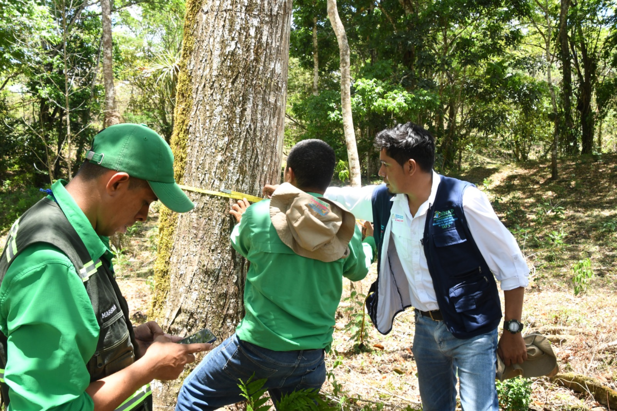 MARENA Nicaragua Mapea bosques y especies clave