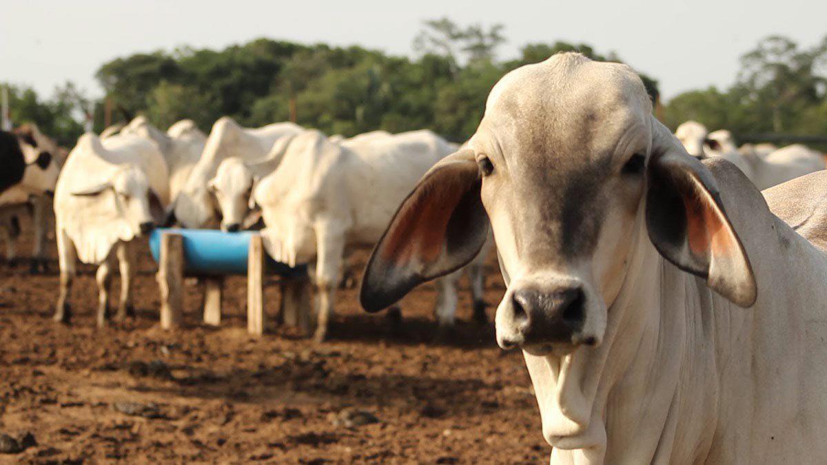 Nicaragua proyecta millonarias exportaciones en nuevo ciclo agrícola