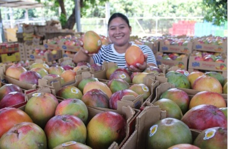 Nicaragua: producción de mangos alcanza un millón de cajas