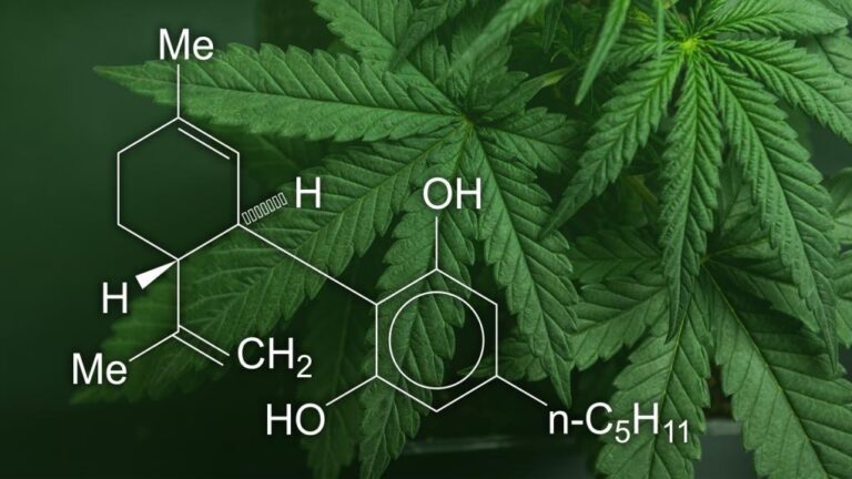 Tendencias de bienestar: el auge del CBD en el mercado hispano