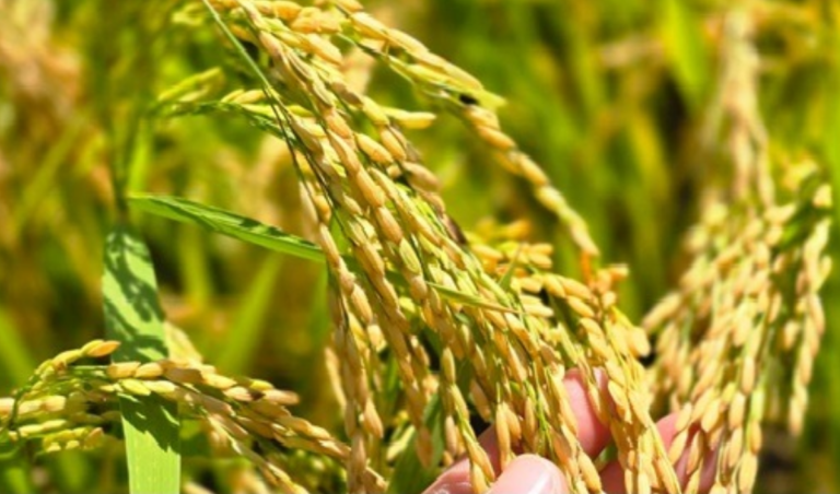 Reportan producción de 5.8 millones de quintales de arroz en granza en primeros cinco meses del años