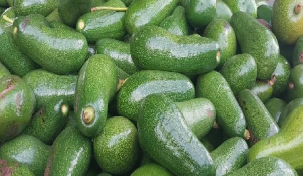 Acopio de aguacate a mayo 2026