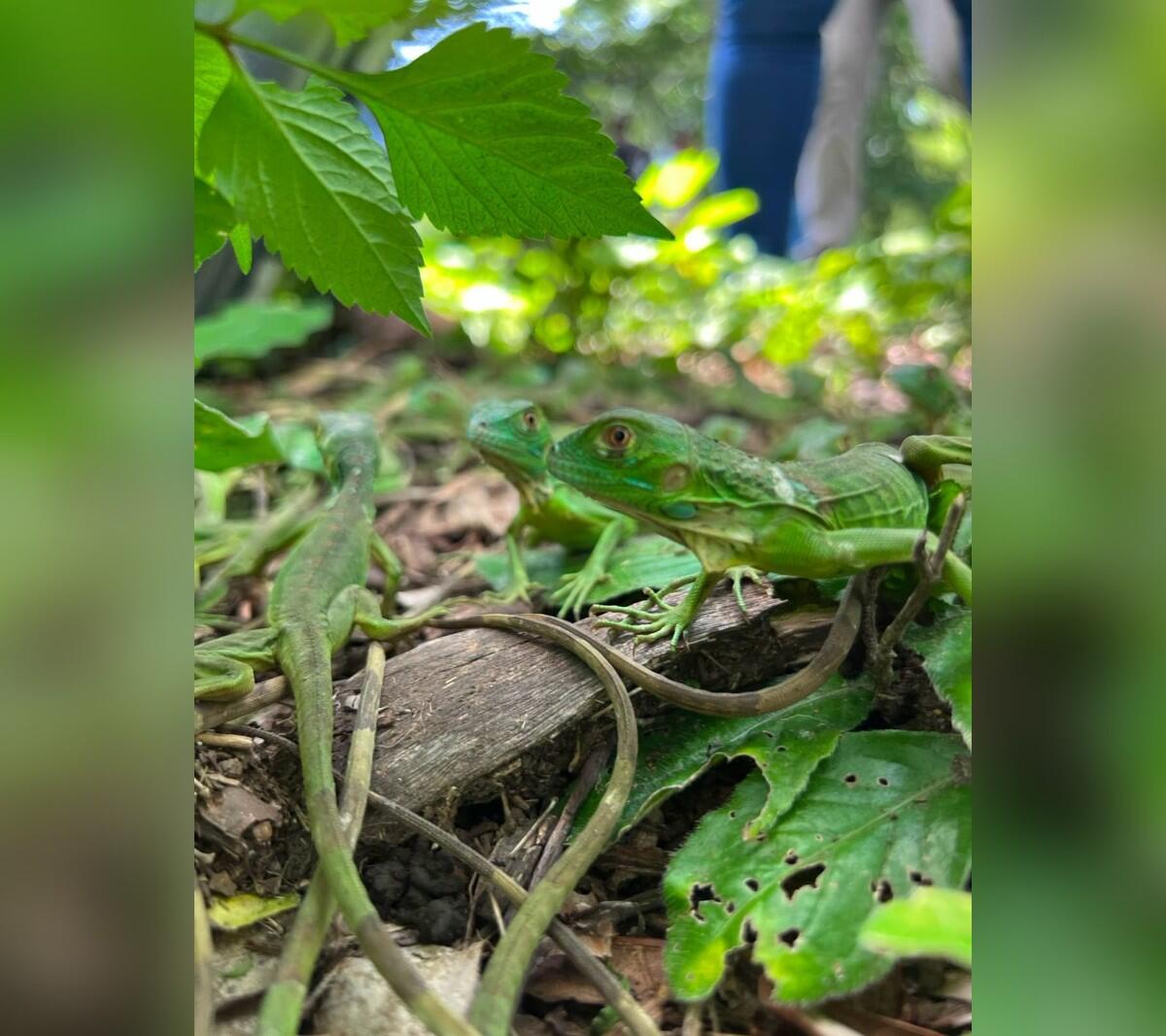 MARENA libera 200 iguanas verdes en Reserva Natural Complejo Volcánico Chinandega