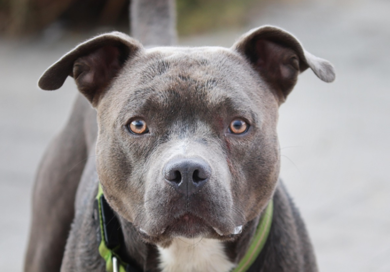 Ataque de perro pitbull deja luchando por su vida a una señora, en Matagalpa