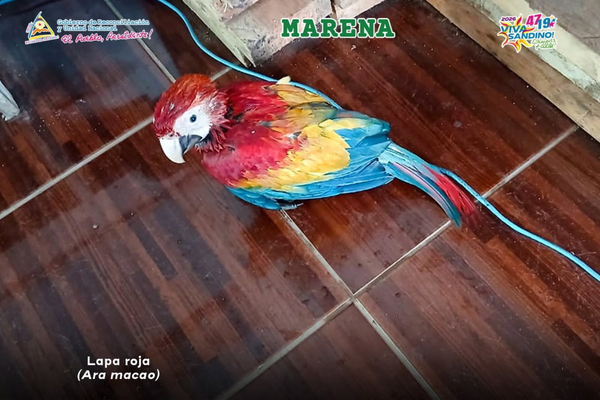 Lapa roja Ara macao suelo