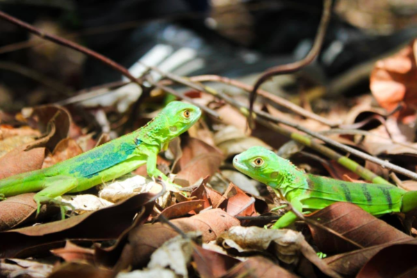 MARENA libera 500 iguanas verdes en el Parque Nacional Volcán Masaya
