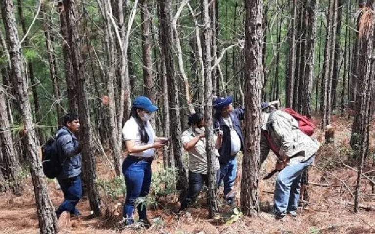 IPSA mantiene vigilancia contra gorgojo descortezador en más de 5 mil hectáreas de bosques de pino