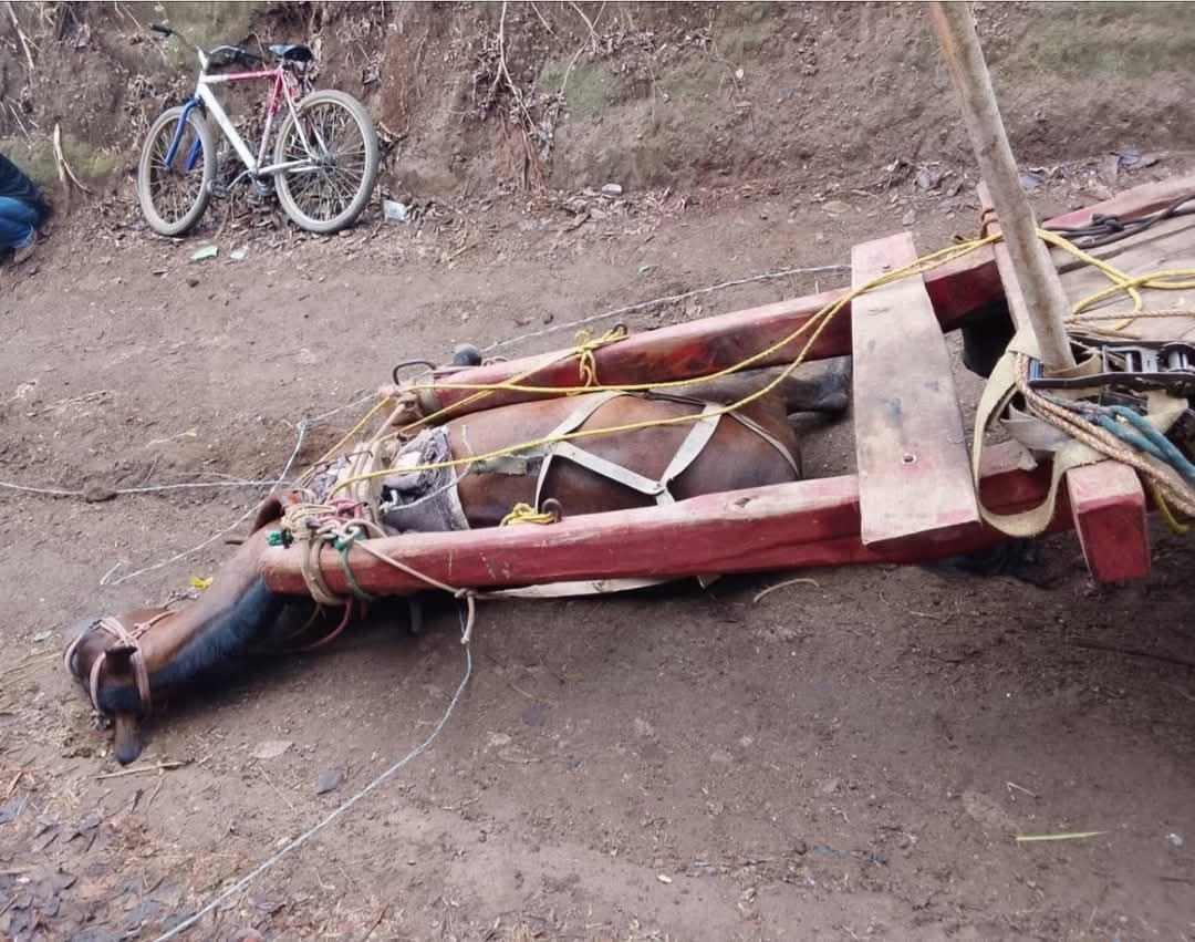 Caballo muere electrocutado en La Paz Centro ante su dueño