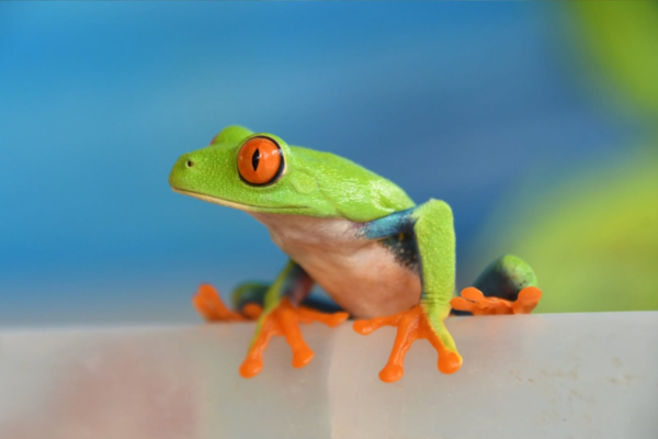 Exportaciones de fauna silvestres y recursos naturales generan más de 3.6 millones de dólares