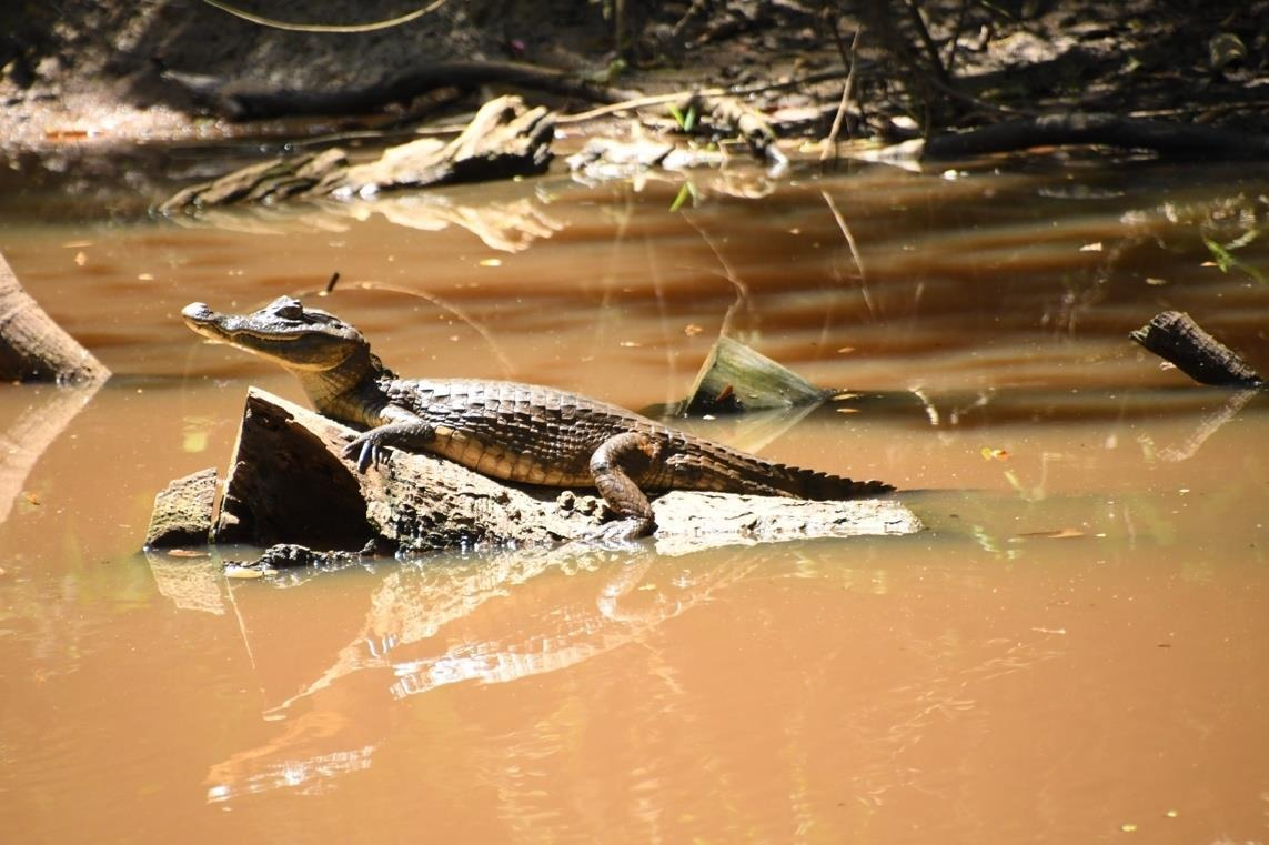 Cuajipal en Refugio de Vida Silvestre Los Guatuzos